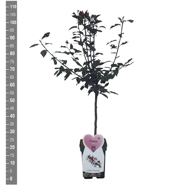 Prunus cistena, sierkers stam 50 cm