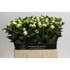 Paeonia Duchesse De Nemours