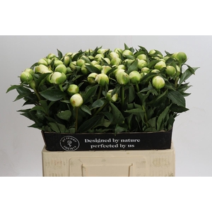 Paeonia Duchesse De Nemours