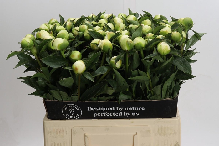 <h4>Paeonia Duchesse De Nemours</h4>