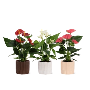 Anthurium 3 color mix in Lou ceramics