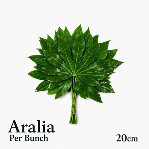 FATSIA JAPONICA BS