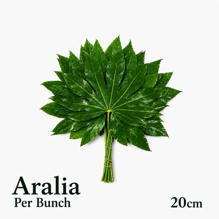<h4>FATSIA JAPONICA BS</h4>