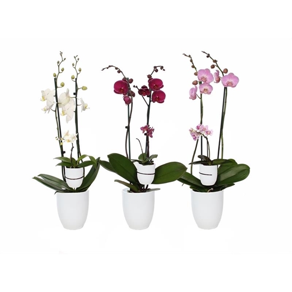 <h4>Hugo White Phal Mix 2T+ Tiny Dolls 1T</h4>