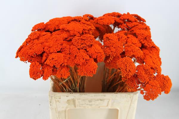 <h4>Droog Achillea Oranje X150</h4>