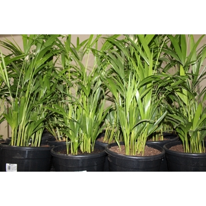 ARECA BAMBU P24