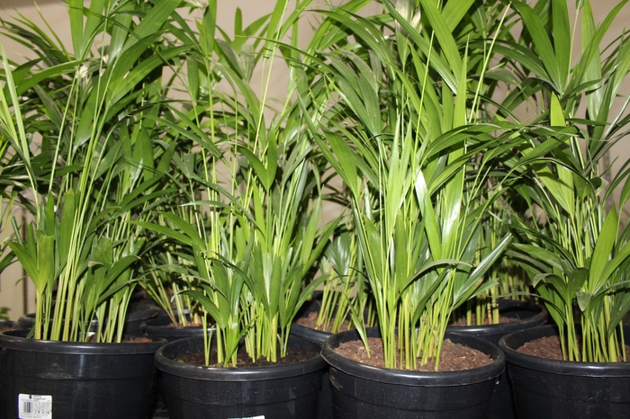 <h4>ARECA BAMBU P24</h4>