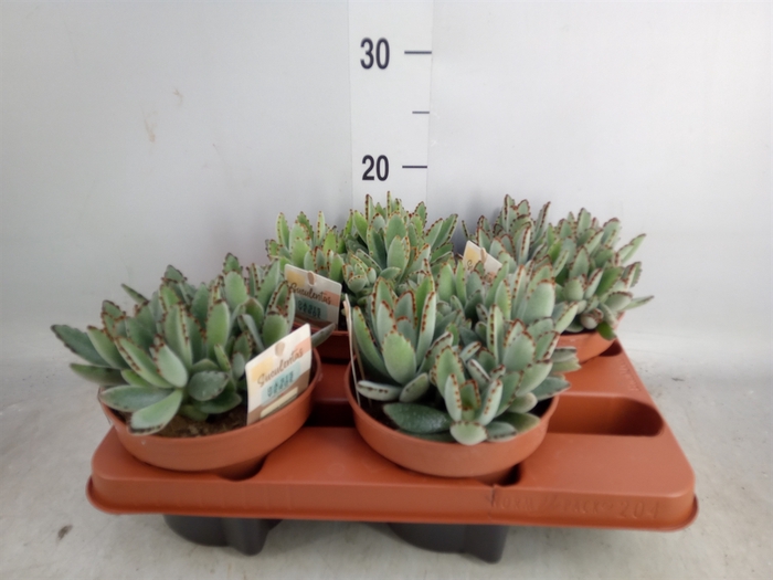 <h4>Kalanchoe NF tomentosa</h4>