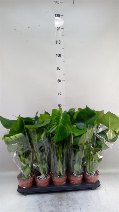 <h4>Monstera delic.</h4>