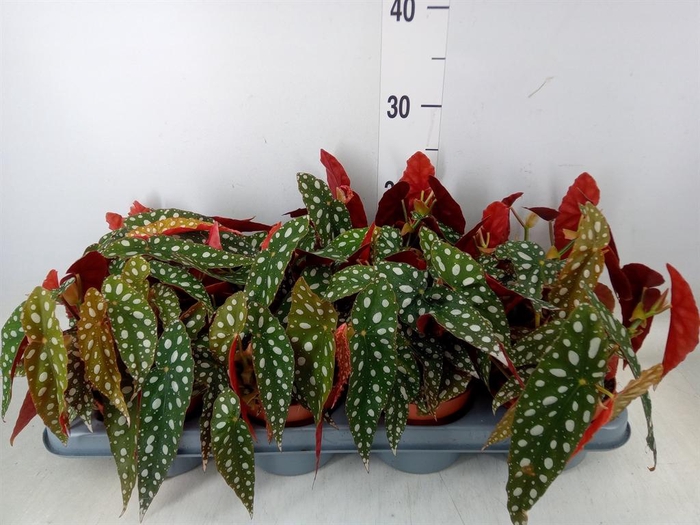 <h4>Begonia BD pseudol. 'Silver Spot'</h4>