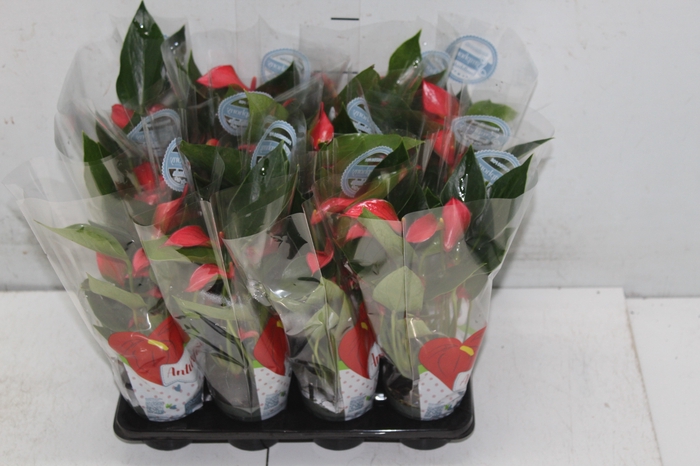 <h4>ANTHURIUM TRILLIONS RED P06</h4>