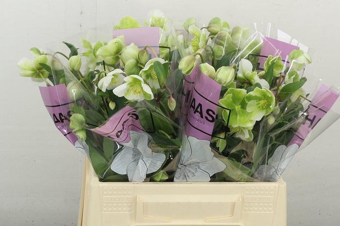 <h4>Hell Magnific Bells</h4>