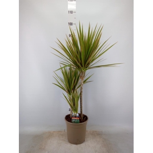 Dracaena marg. 'Bicolor'