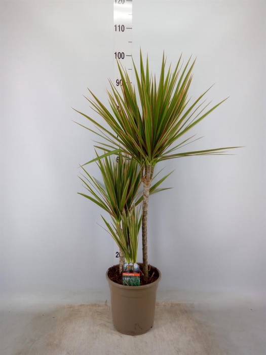 <h4>Dracaena marg. 'Bicolor'</h4>