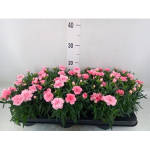 Dianthus  'Oscar Pink'