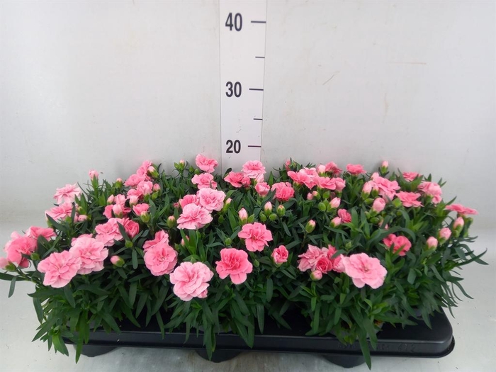 <h4>Dianthus  'Oscar Pink'</h4>