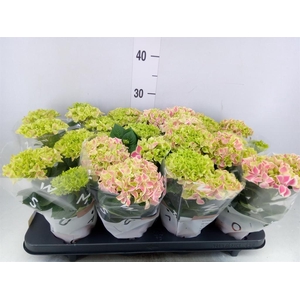 Hydrangea mac. 'Saxon Candy Heart'