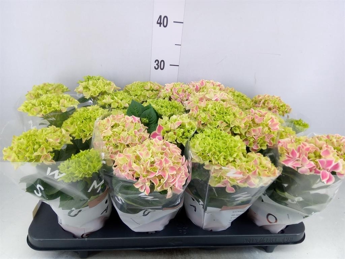 <h4>Hydrangea mac. 'Saxon Candy Heart'</h4>