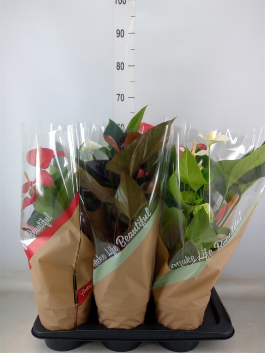 <h4>Anthurium   ...mix 4</h4>