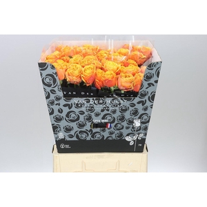 Rosa Gr Heliane Orange+