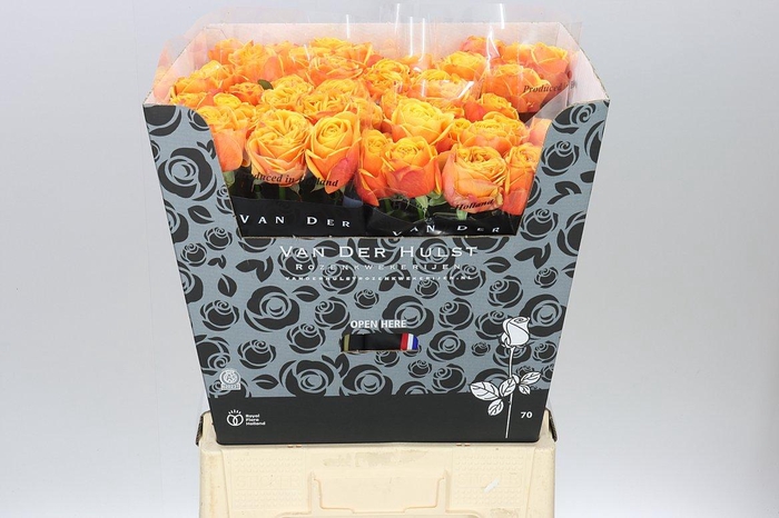 <h4>Rosa Gr Heliane Orange+</h4>
