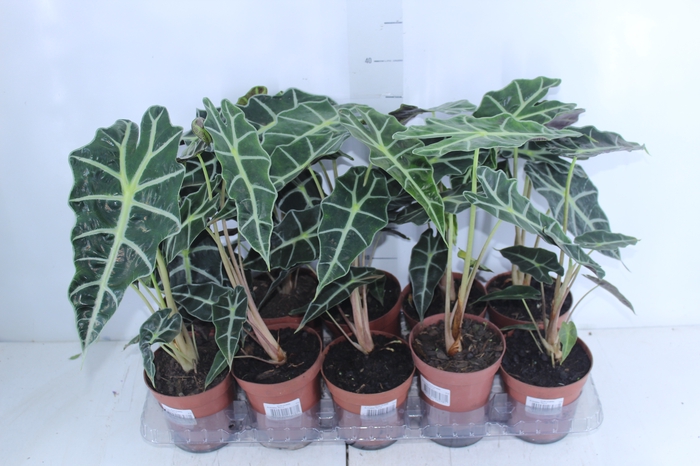 <h4>ALOCASIA POLLY P12</h4>