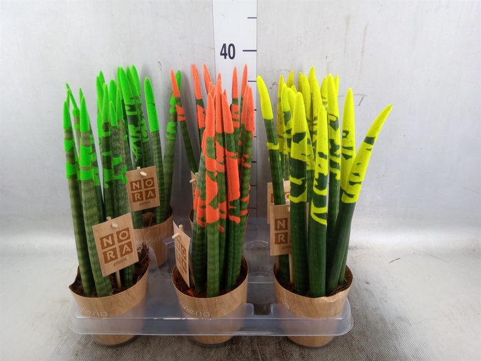 <h4>Sansevieria cyl.  ...</h4>