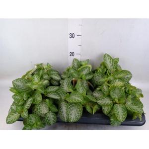 Episcia cupreata 'Minty Imp'