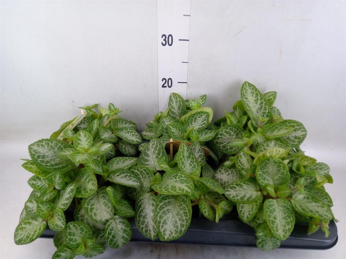 <h4>Episcia cupreata 'Minty Imp'</h4>