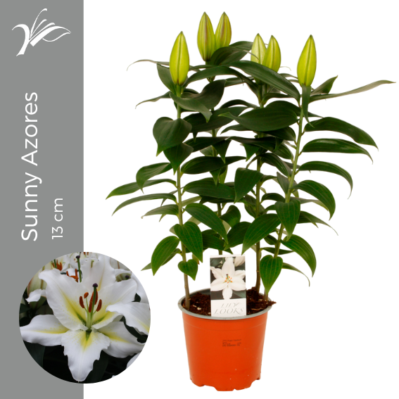 <h4>Lilium Sunny Azores 13 cm (or. lelie)</h4>