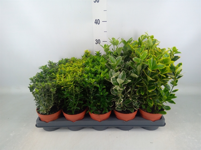 <h4>Euonymus japon.   ...mix</h4>
