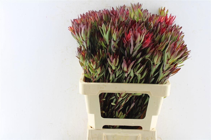 <h4>LEUCAD SAL BLUSH</h4>