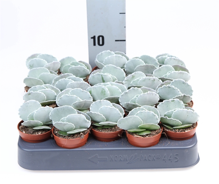 Cotyledon undulata