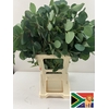 EUC POPULUS PER STEEL -ZA-BUSH