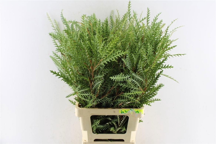 <h4>GREVI IVANHOE BRONZE</h4>