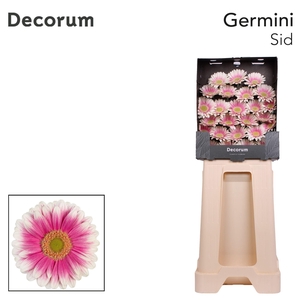 Germini Sid Diamond