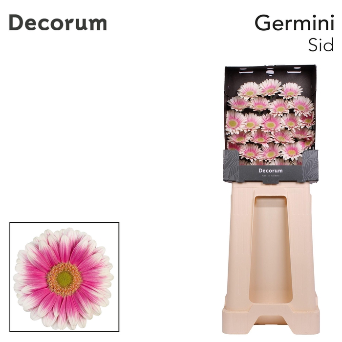 <h4>Germini Sid Diamond</h4>