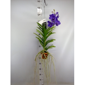 Vanda  hybriden