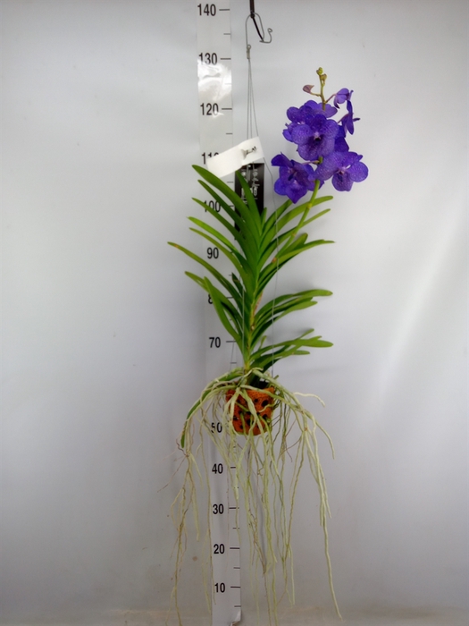 <h4>Vanda  hybriden</h4>