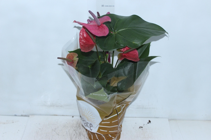 <h4>ANTHURIUM UTAH P17</h4>