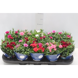 DIANTHUS DOBRADO P11