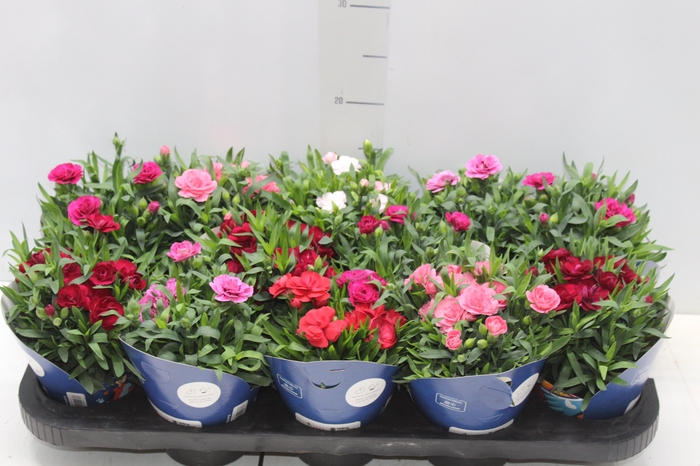 <h4>DIANTHUS DOBRADO P11</h4>