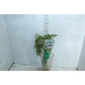 AMARANTHUS DOBRADO 060 CM VERDE