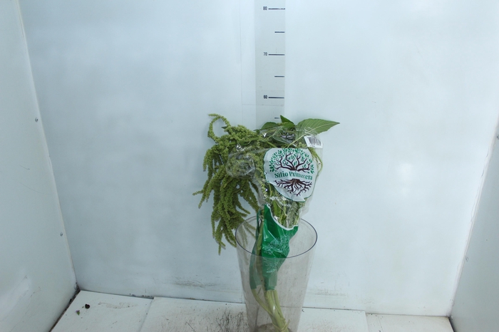 <h4>AMARANTHUS DOBRADO 060 CM VERDE</h4>