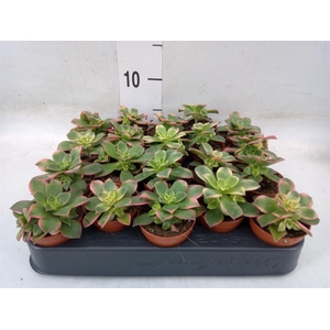 Aeonium   ...