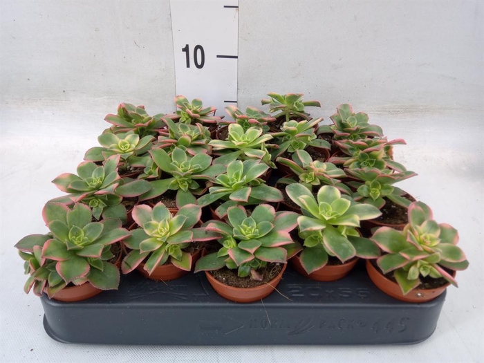 <h4>Aeonium ...</h4>