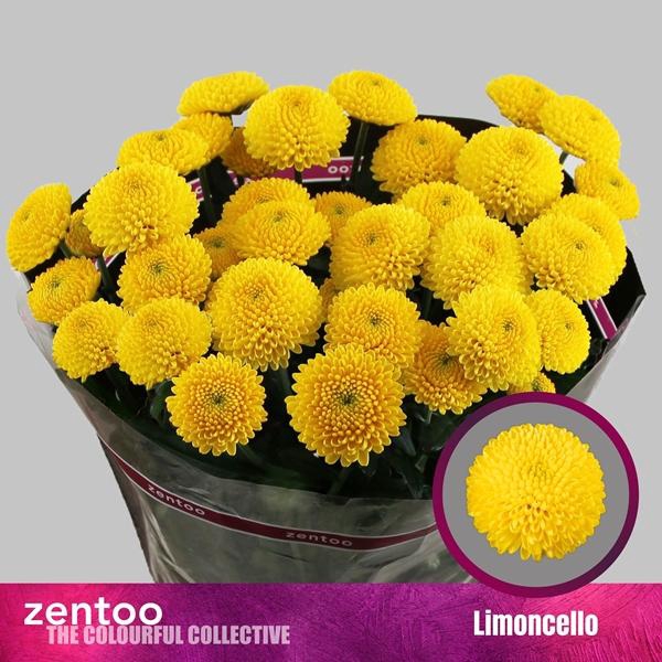 <h4>CHR T LIMONCELLO</h4>