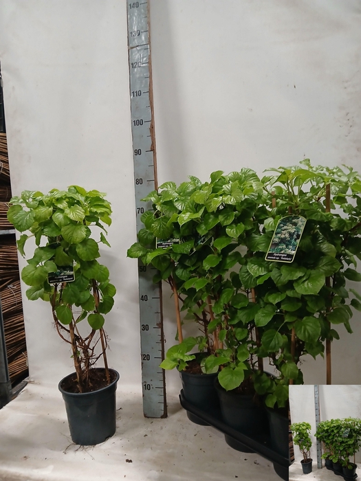 <h4>HYDR PETIOLARIS</h4>