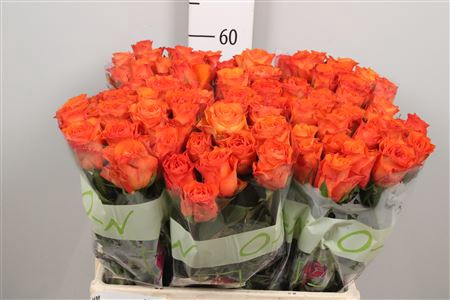 <h4>R Gr Orange Wave</h4>
