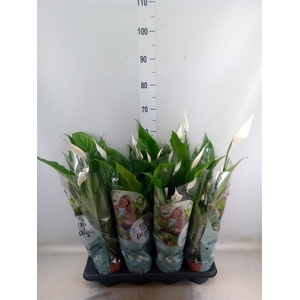 Spathiphyllum  'Sweet Chico'
